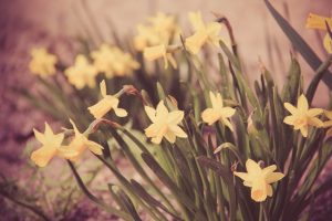 daffodils flower wallpapers