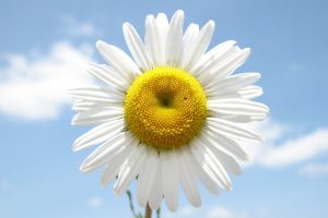 daisy flower images free