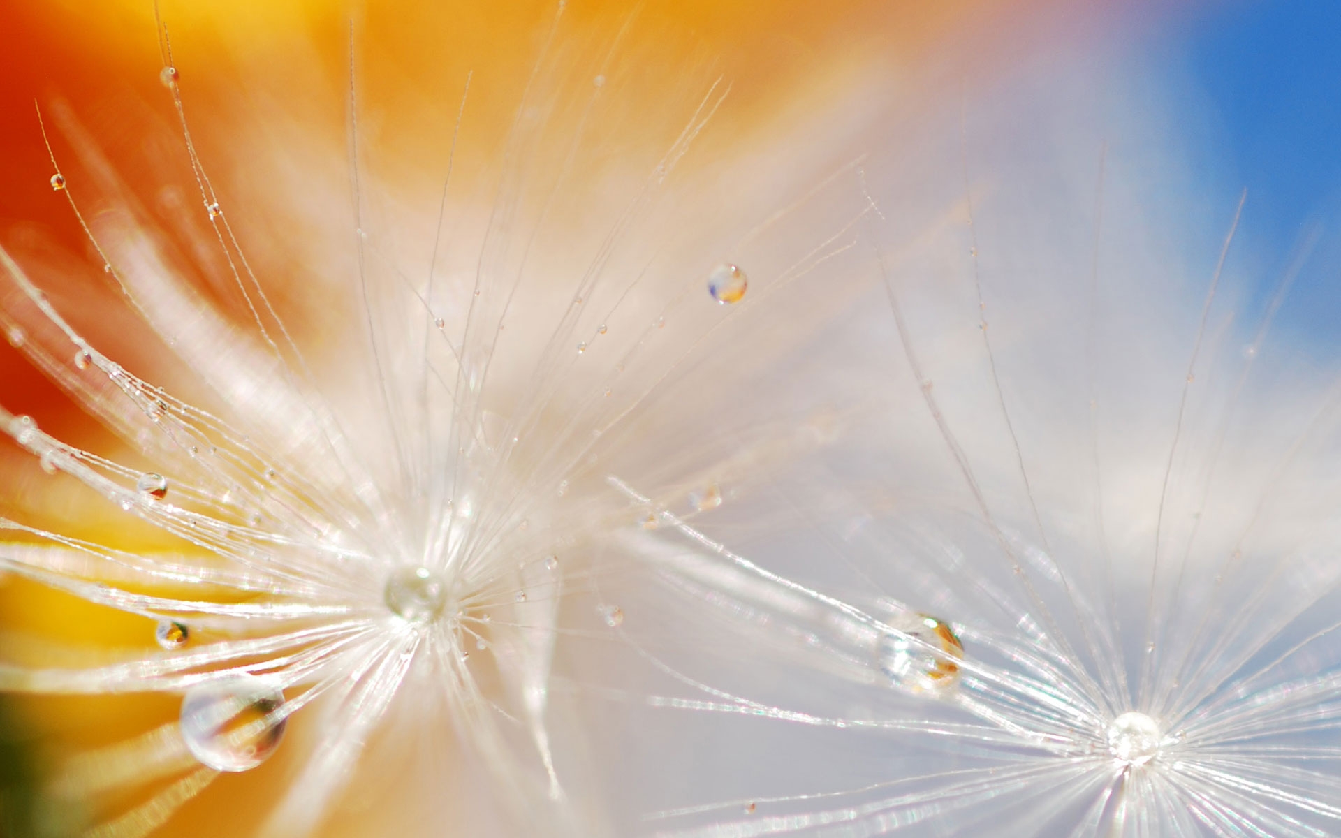 dandelion seeds pictures