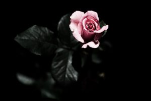 dark flower background