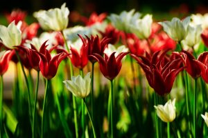 field tulips