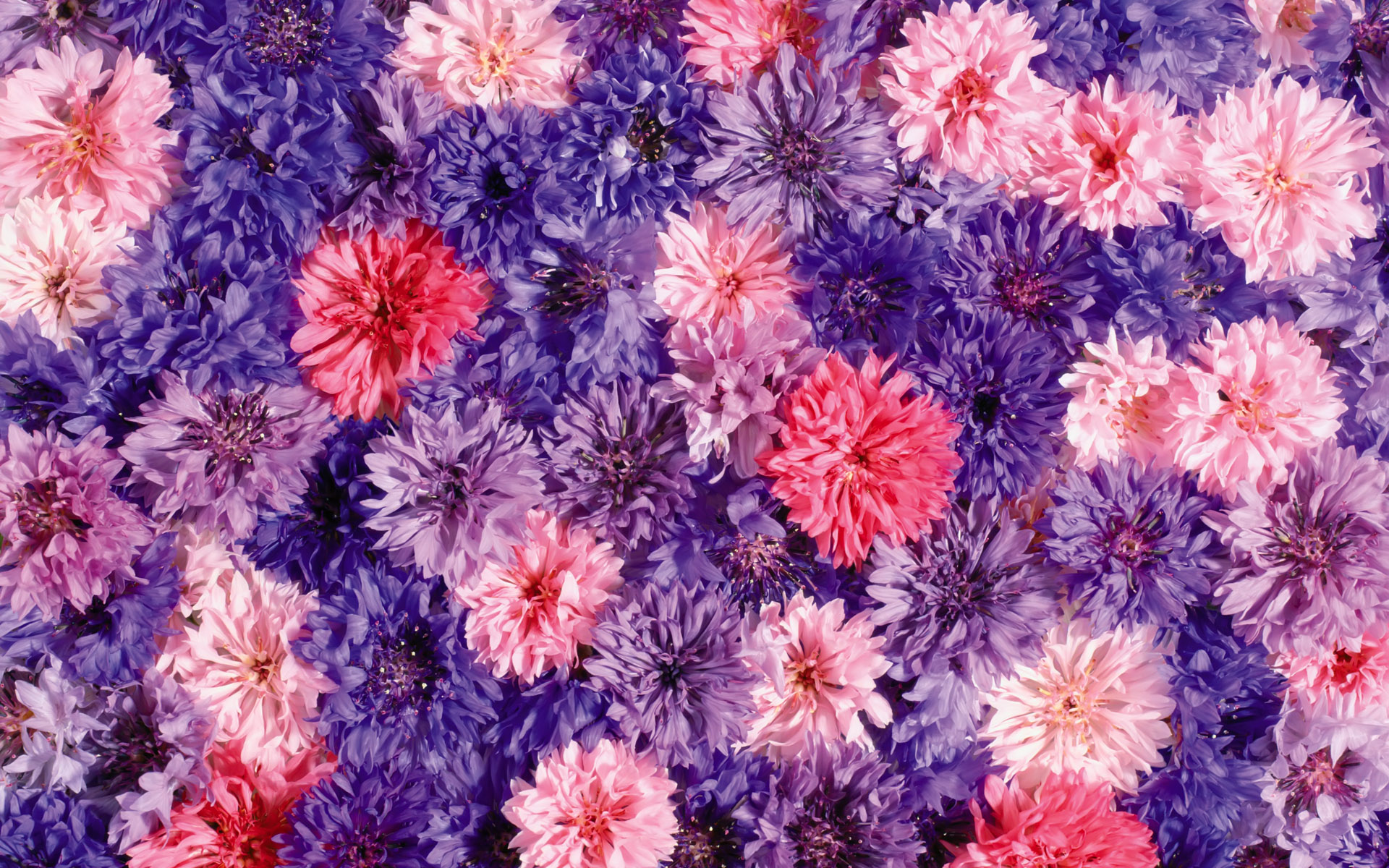 flower backgrounds pink cute
