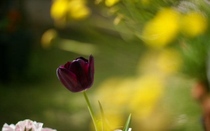 flower macro tulip