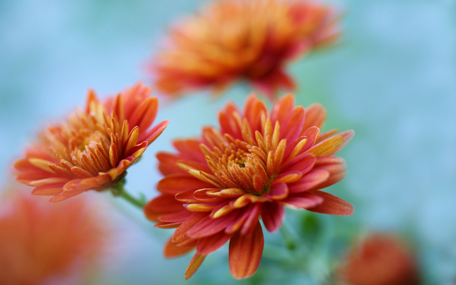 flowers chrysanthemum - HD Desktop Wallpapers | 4k HD