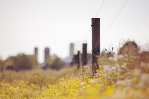 flowers field fence landscape