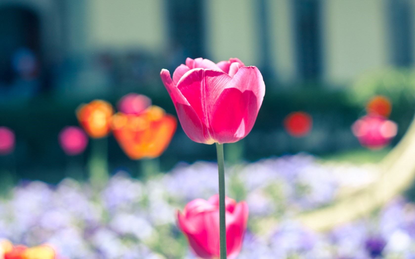 flowers nature tulip pink close up - HD Desktop Wallpapers | 4k HD
