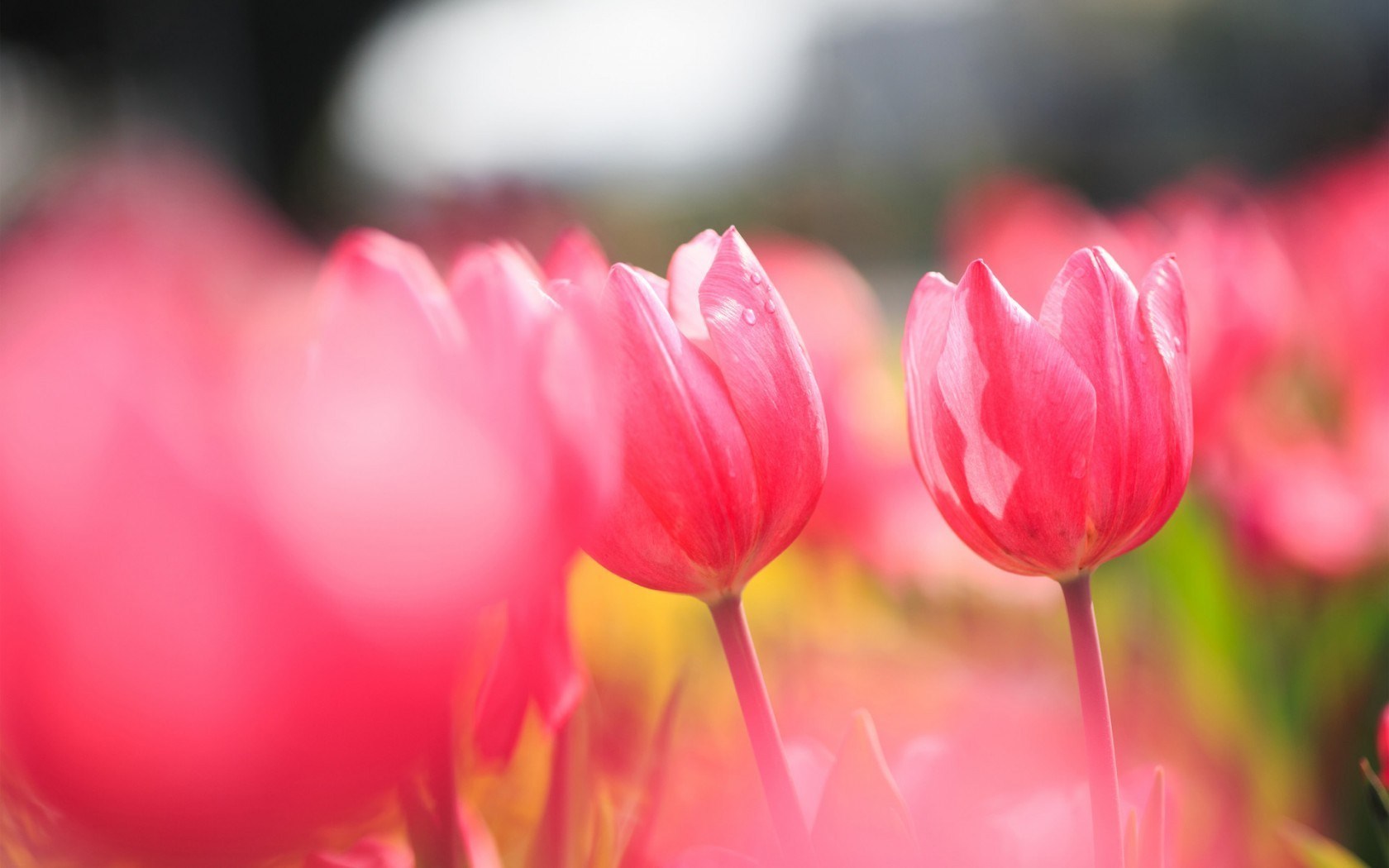 flowers pink tulips field photo - HD Desktop Wallpapers | 4k HD