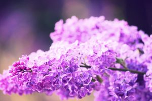 flowers syringa lilac
