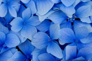 free flower wallpapers blue