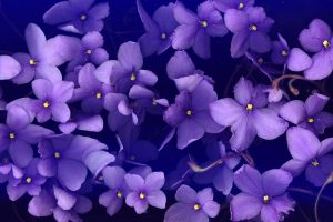 free violet wallpaper