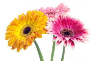 gerbera daisies colorful