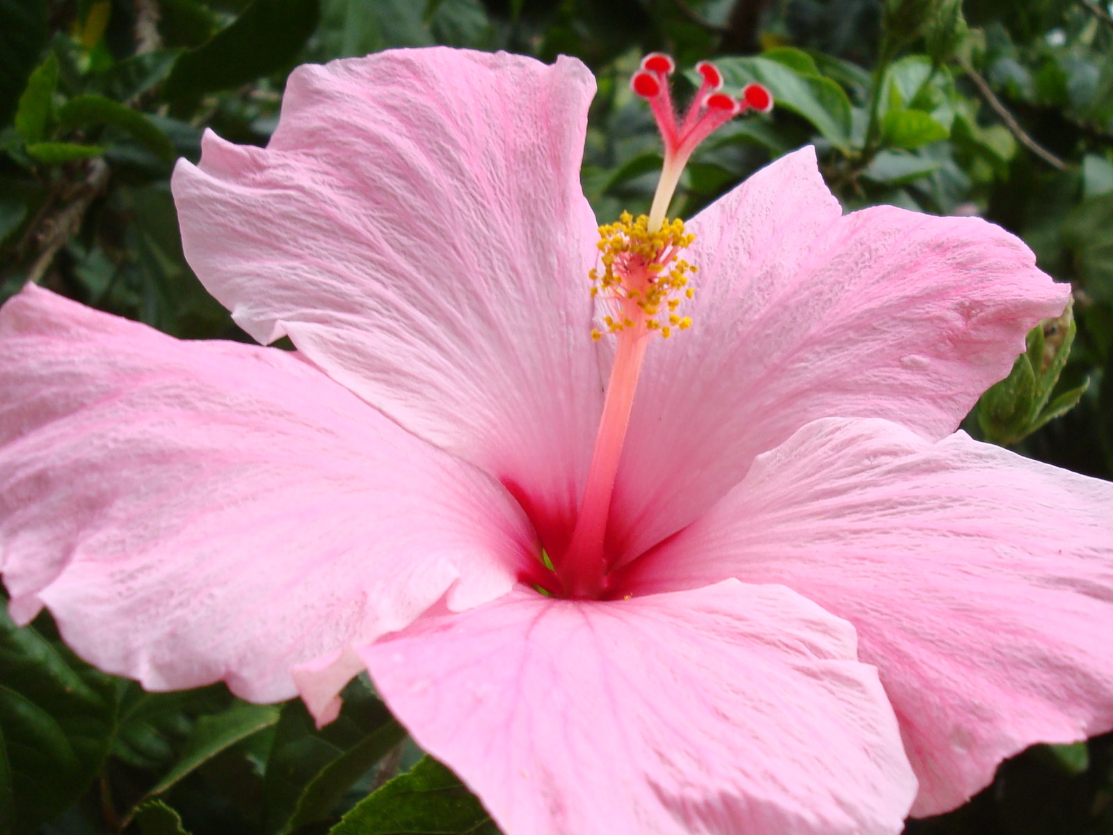 hibiscus A12