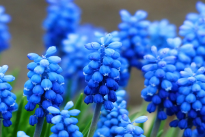 hyacinth blue