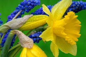 hyacinth flowers nature