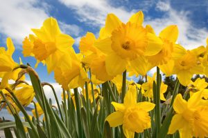 images of daffodils flower