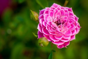 images of pink flowers