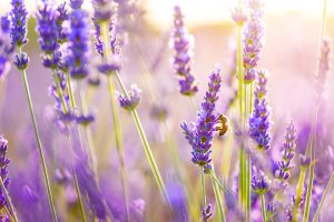 Bee enjoying fresh Lavender flowers