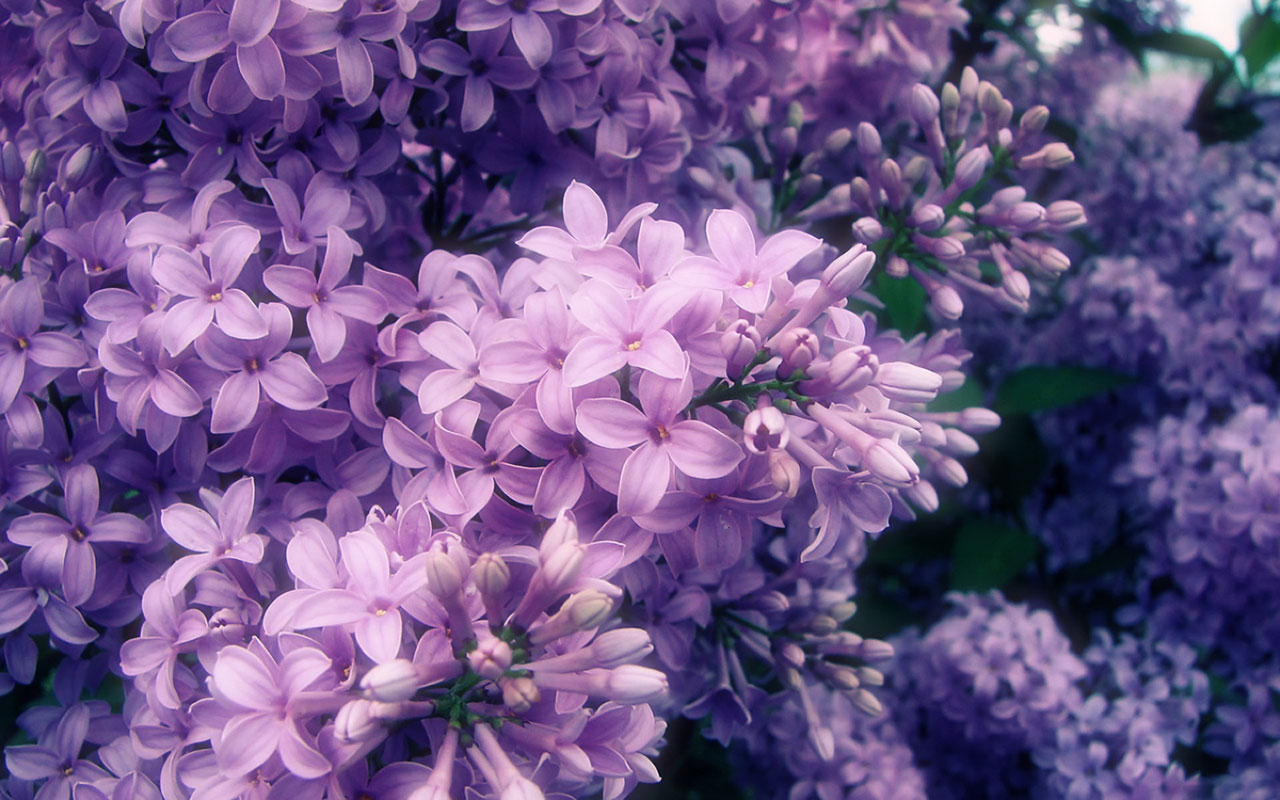 lilac flowers A3 - HD Desktop Wallpapers | 4k HD