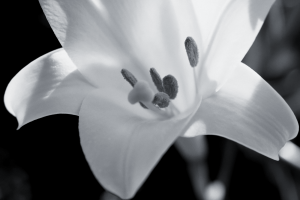 lily black white