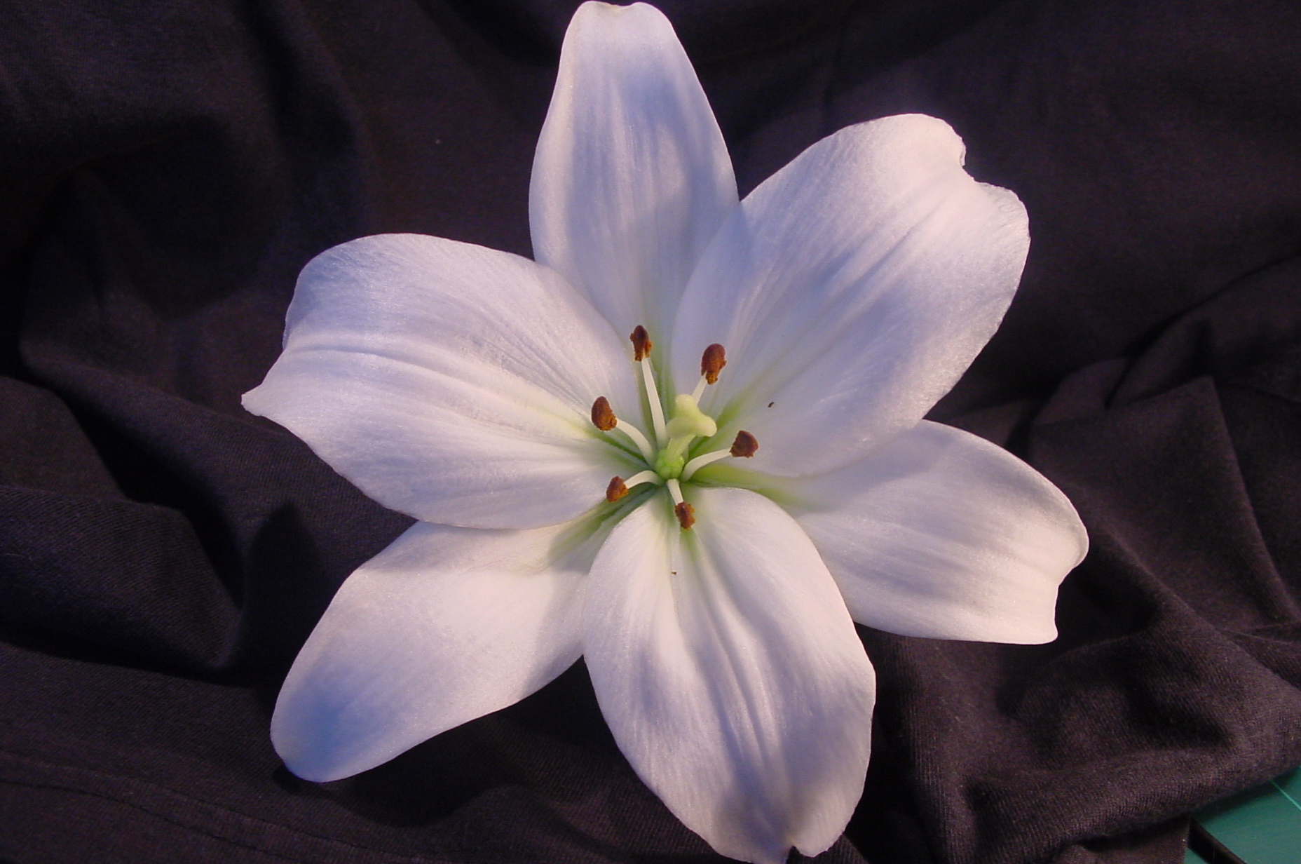 lily flower cute - HD Desktop Wallpapers | 4k HD