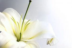 lily flower wallpapers
