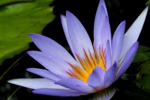 lotus flower images