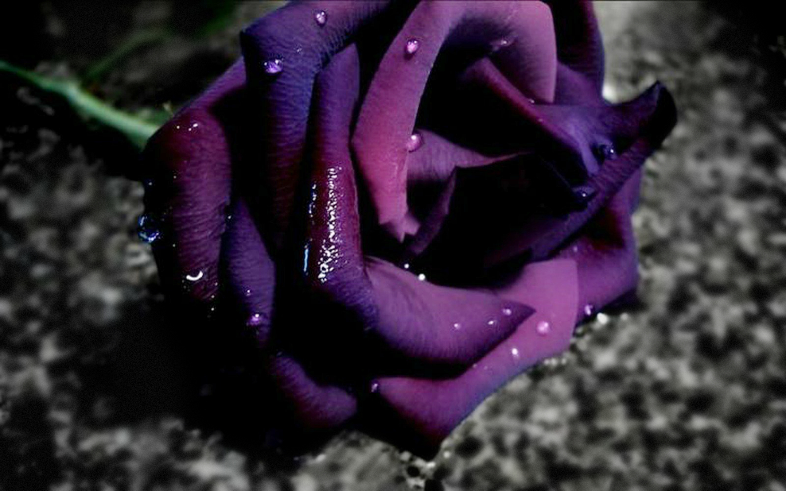 Purple Rose Wide Desktop Background - HD Desktop ...