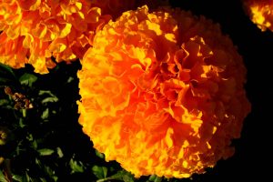 marigold flowers images