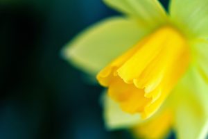 narcissus daffodil
