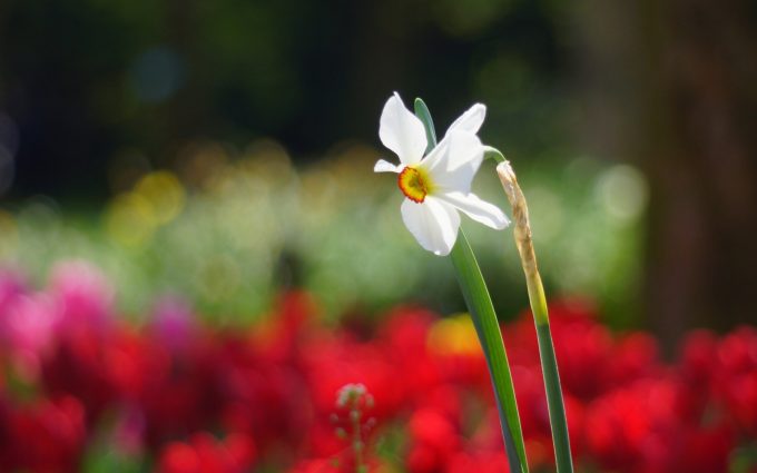 narcissus spring season