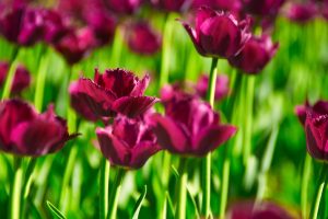 nature flowers tulips