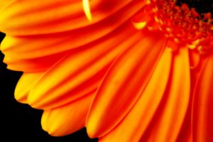 orange flower hd images