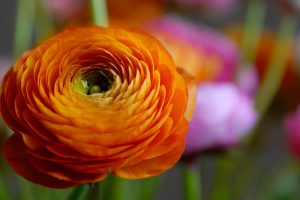 orange flower unique