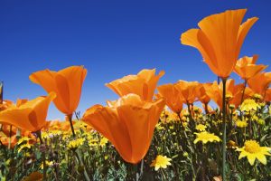 orange flowers download