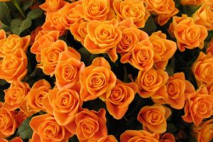 orange flowers wallpapers free