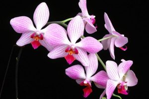 orchid backgrounds