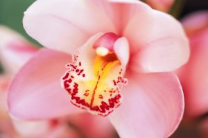 orchid flower hd wallpapers