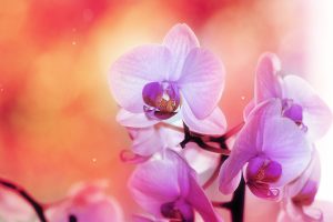 orchid flower wallpaper hd