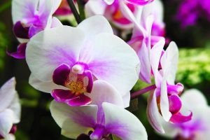 orchid photos