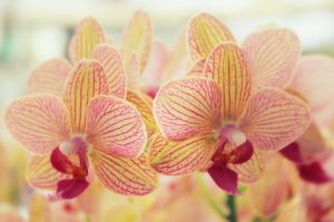 orchid pics