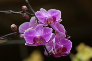 orchids background
