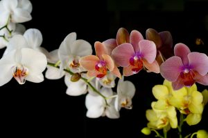orchids flowers wallpapers