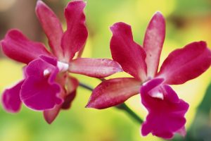 orchids wallpapers