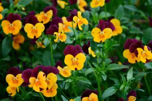 pansies picture backgrounds
