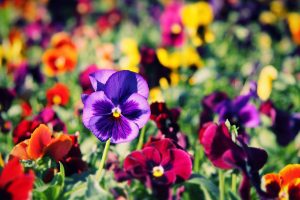 pansies picture download