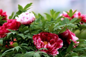 peony flower images