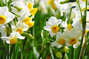 photo of daffodils