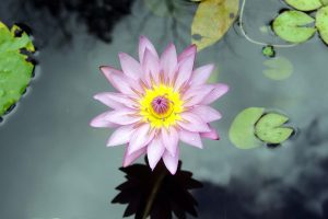 photo of lotus flower