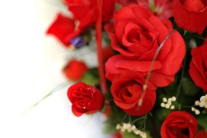 photos of red roses download free
