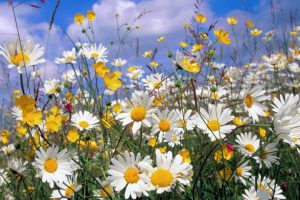 picture of daisy flowers